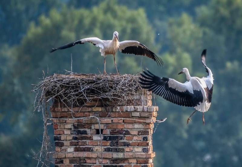 Professional Chimney Animal Removal Services in Norwood, Massachusetts