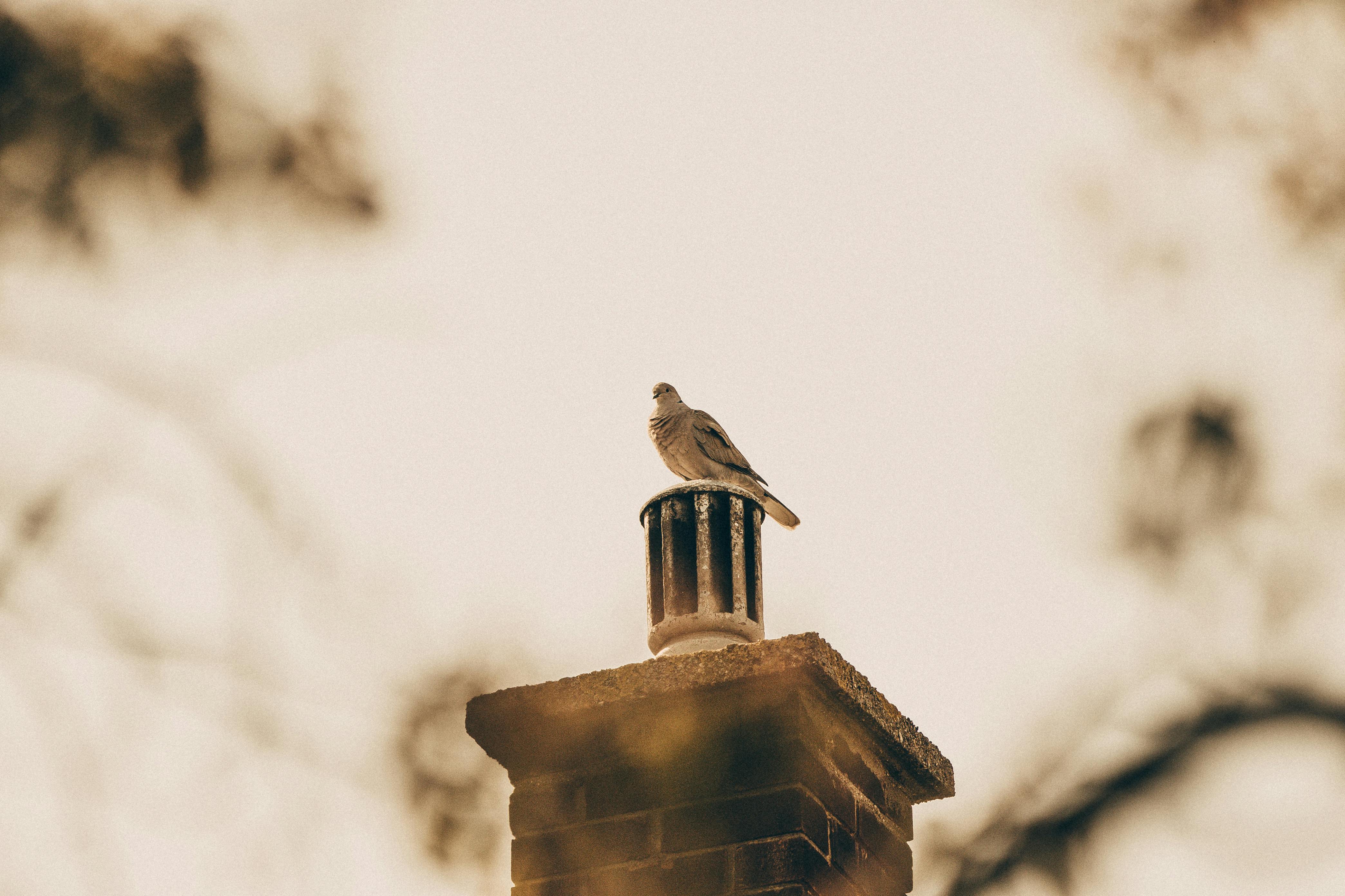 Professional Chimney Cap and Damper In Norwood Massachusetts
